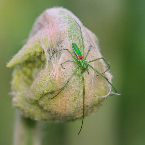 Green Long-jawed Orbweaver photo 2