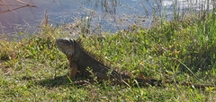 Iguana iguana
