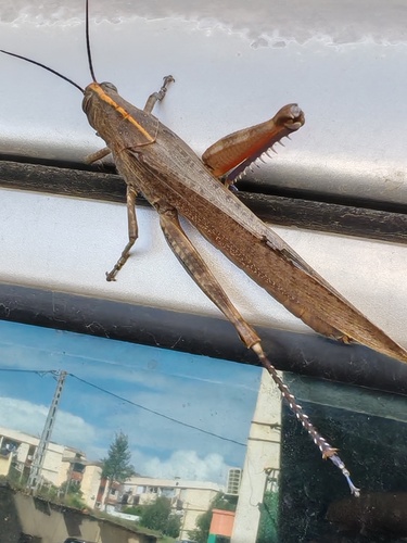 Egyptian Bird Grasshopper