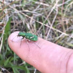 Cicindela ohlone