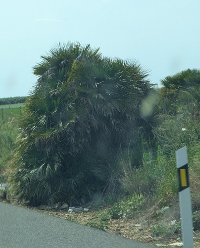 Mediterranean fan palm