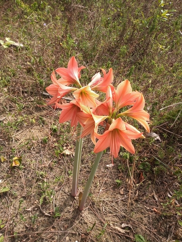Hippeastrum stylosum