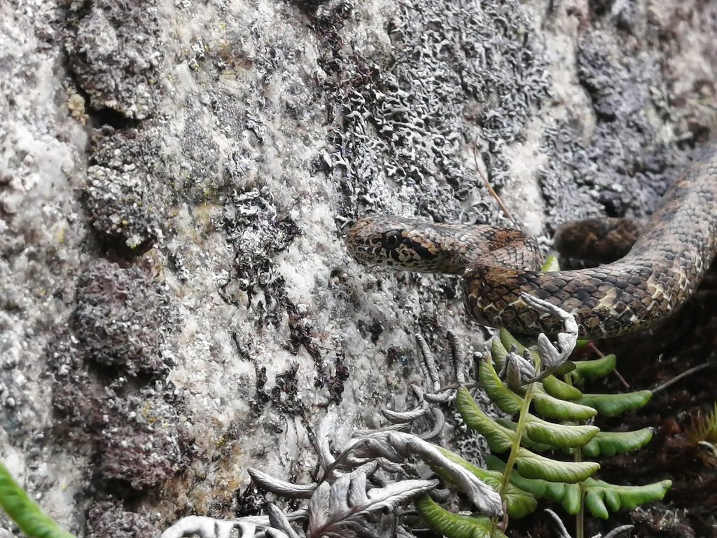 Walker's Slender Snake