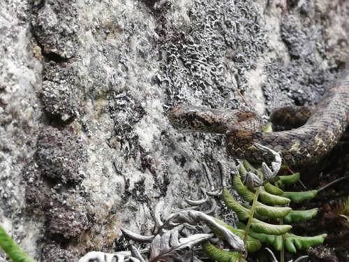 Walker's Slender Snake, Galvarinus attenuatus