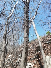 Cnidoscolus megacanthus