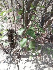 Sarcomphalus amole