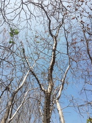 Cnidoscolus megacanthus