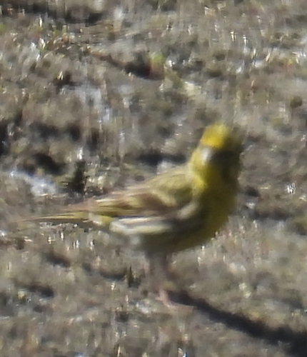 Avistamiento Serinus serinus