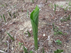 Hosta plantaginea
