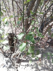 Sarcomphalus amole