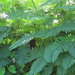 Acacia pennata