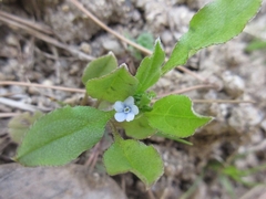 Bothriospermum zeylanicum