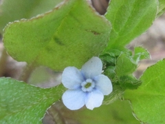 Bothriospermum zeylanicum