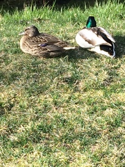 Anas platyrhynchos