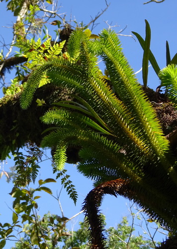 Phlegmariurus squarrosus