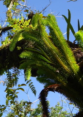 Phlegmariurus squarrosus