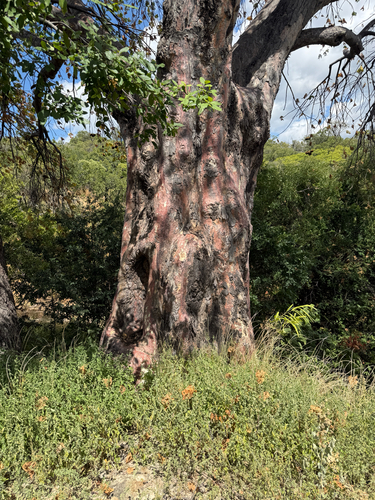 African Star-Chestnut