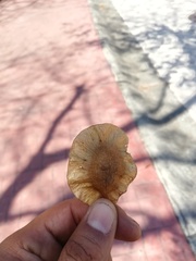 Pterocarpus acapulcensis