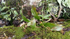 Pholidota articulata