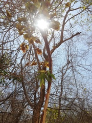 Pterocarpus acapulcensis