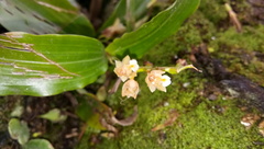 Pholidota articulata