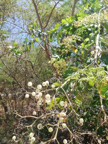 Cordia dentata (Cordia dentata)