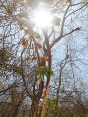 Pterocarpus acapulcensis