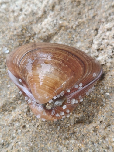 Tivela mactroides