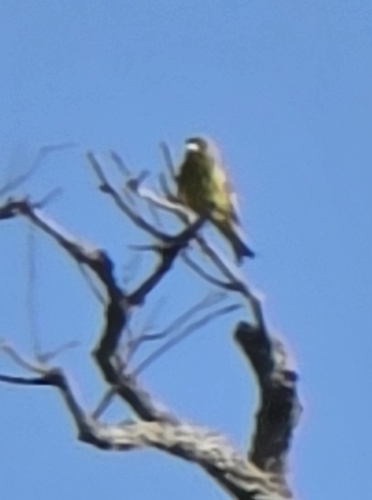 Avistamiento Chloris chloris
