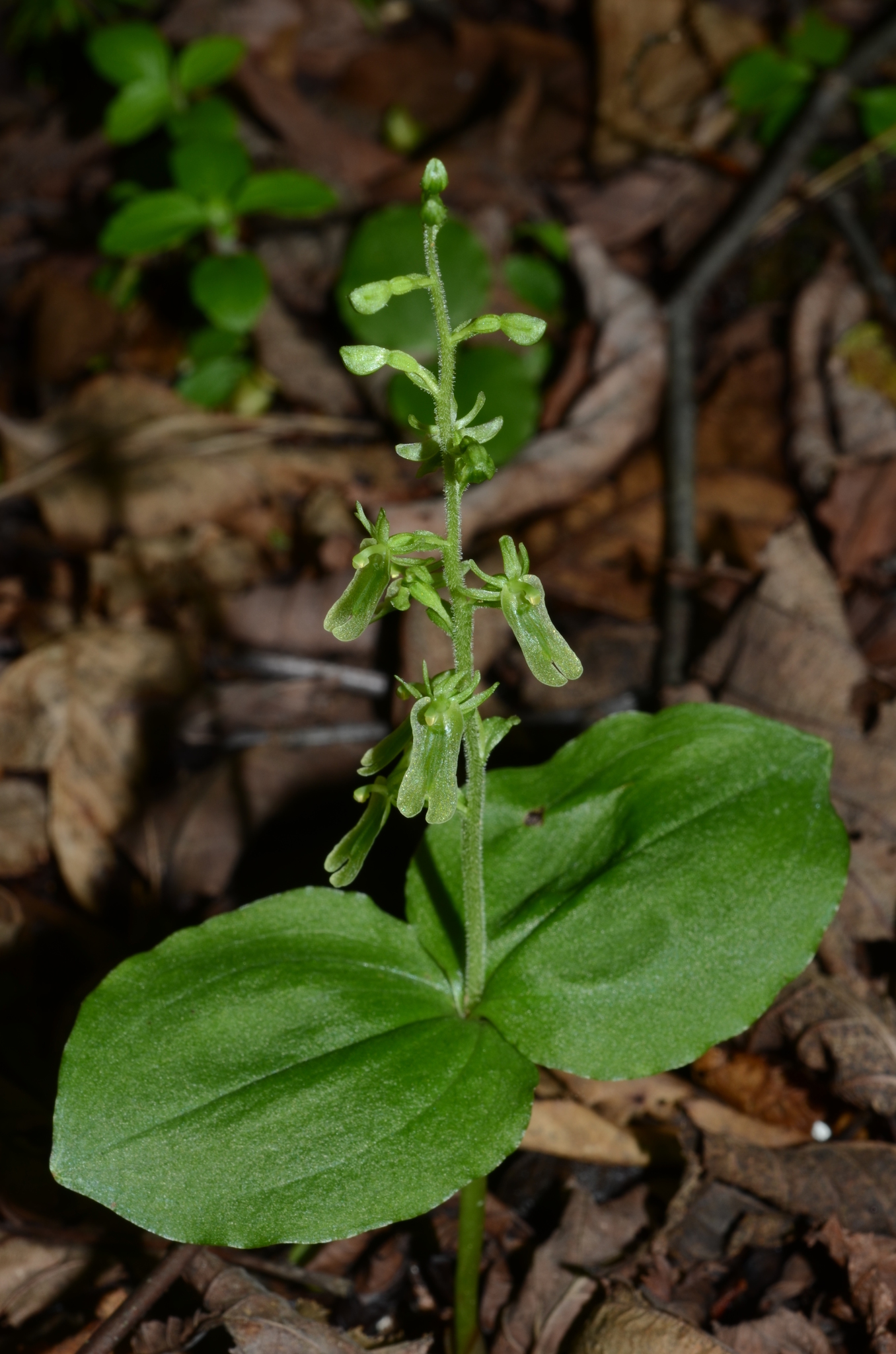 Neottia auriculata