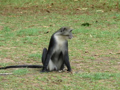Cercopithecus mitis