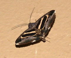 Grammodes exclusiva