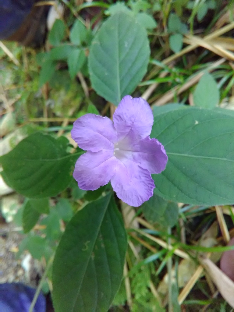 Petunia mexicana