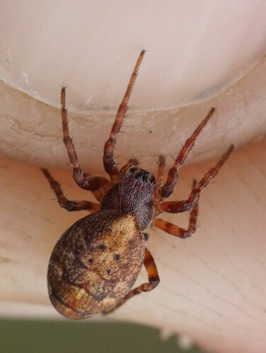 Carmine Orbweaver
