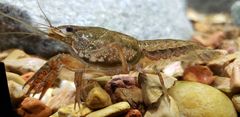 Procambarus troglodytes