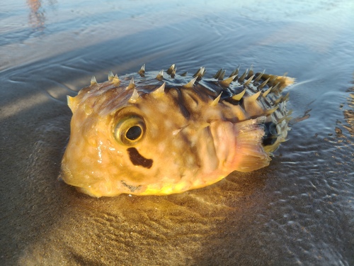 Chilomycterus spinosus