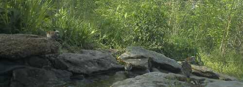 White-throated Sparrow photographed in Kentucky