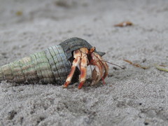 Coenobita violascens