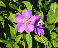 Melastoma sanguineum