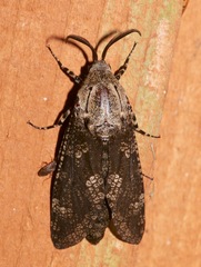 Prionoxystus robiniae