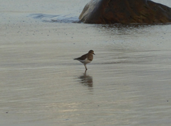 Charadrius modestus