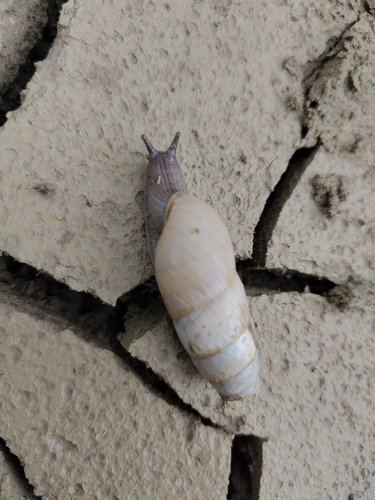 Decollate Snail