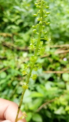 Crepidium koordersii