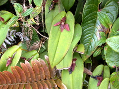 Pleurothallis adonis