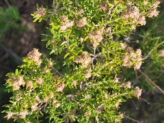 Phylica paniculata