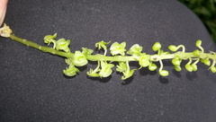 Crepidium koordersii