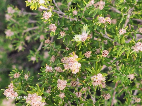 Phylica paniculata, photograph 1