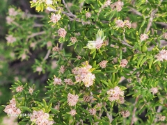 Phylica paniculata, photograph author not stated, no rights reserved