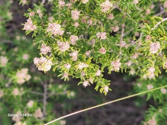 Phylica paniculata, photograph author not stated, no rights reserved