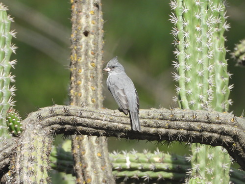 Grey-crested Finch (Lophospingus griseocristatus), photo 2